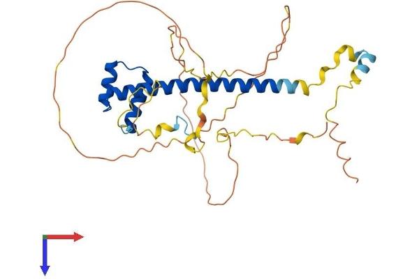 TLX1 Protein (AA 1-330) (His tag)