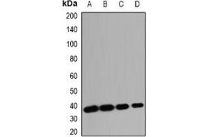 Western blot analysis of OMI expression in HT29 (A), MCF7 (B), mouse heart (C), mouse kidney (D) whole cell lysates.