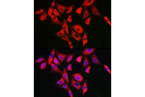 Immunofluorescence analysis of NIH/3T3 cells using NLRP2 Rabbit pAb (ABIN7268939) at dilution of 1:100 (40x lens). (NLRP2 Antikörper  (AA 1-220))