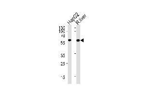 GCK Antibody (M1) (ABIN392390 and ABIN2842018) western blot analysis in HepG2 cell line and rat liver lysates (35 μg/lane). (GCK Antikörper  (N-Term))