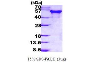 Microtubule-Associated Protein tau (MAPT) (AA 1-383) protein (His tag)