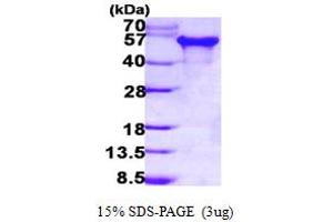 SDS-PAGE (SDS) image for tau Protein (AA 1-383) protein (His tag) (ABIN7279235)