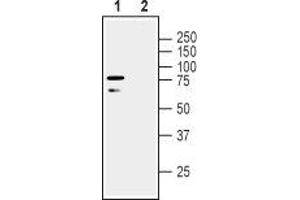 Western blot analysis of human SH-SY5Y neuroblastoma cell line lysate: - 1. (LINGO1 Antikörper  (Extracellular, N-Term))