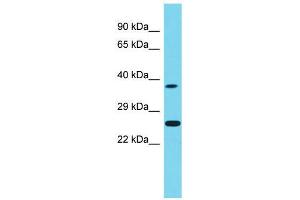 Host:  Rabbit  Target Name:  Neurog1  Sample Type:  Rat Testis lysates  Antibody Dilution:  1. (Neurogenin 1 Antikörper  (Middle Region))