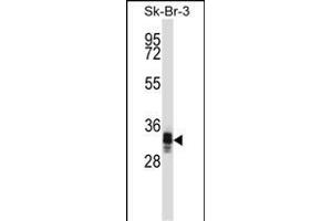 UBXN10 Antibody (Center) (ABIN1537898 and ABIN2849326) western blot analysis in SK-BR-3 cell line lysates (35 μg/lane). (UBXN10 Antikörper  (AA 157-185))