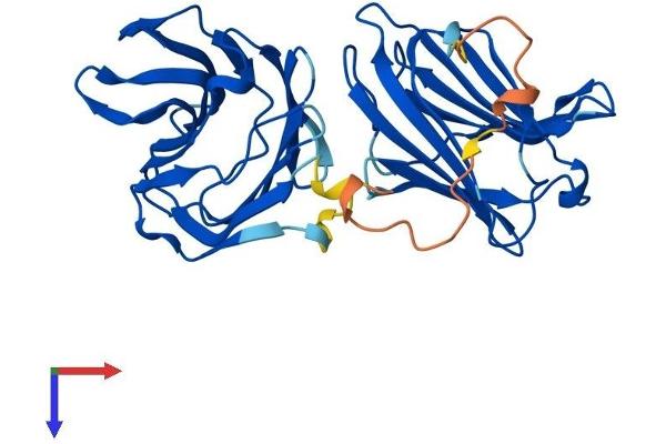 LGALS8 Protein (AA 1-317) (His tag)