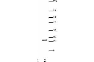 Histone H3 acetyl Lys23 pAb tested by Western blot.