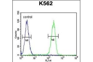 RPL27A Antibody (C-term) (ABIN654891 and ABIN2844541) flow cytometric analysis of K562 cells (right histogram) compared to a negative control cell (left histogram). (RPL27A Antikörper  (C-Term))