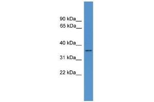 HNMT antibody used at 0. (HNMT Antikörper  (N-Term))