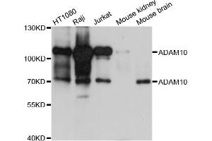Western blot analysis of extracts of various cell lines, using ADAM10 antibody. (ADAM10 Antikörper)