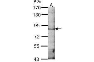 EML1 Antikörper  (C-Term)