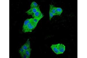 IF analysis of EEF2 using anti-EEF2 antibody (ABIN7603141). (EEF2 Antikörper  (N-Term))