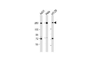 Western Blot at 1:2000 dilution Lane 1: A431 whole cell lysate Lane 2: Hela whole cell lysate Lane 3: HT-29 whole cell lysate Lysates/proteins at 20 ug per lane. (Myosin 9 Antikörper  (C-Term))