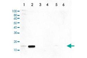 Western Blot (Cell lysate) analysis of (1) 25 ug whole cell extracts of HeLa cells, (2) 15 ug histone extracts of HeLa cells treated with colcemid, (3) 1 ug of recombinant histone H2A, (4) 1 ug of recombinant histone H2B, (5) 1 ug of recombinant histone H3, and (6) 1 ug of recombinant histone H4. (HIST1H3A Antikörper  (pThr11))