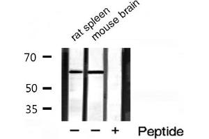Western blot analysis of extracts of various tissue sample,using HDAC2 antibody.