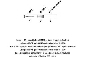 Image no. 1 for anti-Distal-Less Homeobox 4 (DLX4) (AA 1-60) antibody (ABIN363455) (DLX4 Antikörper  (AA 1-60))