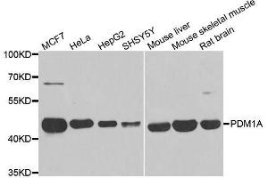 Western Blotting (WB) image for anti-Protein Phosphatase, Mg2+/Mn2+ Dependent, 1A (PPM1A) (AA 1-382) antibody (ABIN6146039)