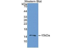 Western Blotting (WB) image for anti-Heat Shock 105kDa/110kDa Protein 1 (HSPH1) (AA 388-505) antibody (ABIN3201746) (HSPH1 Antikörper  (AA 388-505))