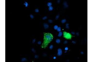 Anti-XPNPEP3 mouse monoclonal antibody (ABIN2454891) immunofluorescent staining of COS7 cells transiently transfected by pCMV6-ENTRY XPNPEP3 (RC200888). (XPNPEP3 Antikörper)