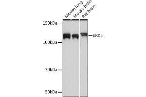 Western blot analysis of extracts of various cell lines, using ERK5 Rabbit mAb (ABIN1680723, ABIN3018327, ABIN3018328 and ABIN7101595) at 1:500 dilution. (MAPK7 Antikörper)