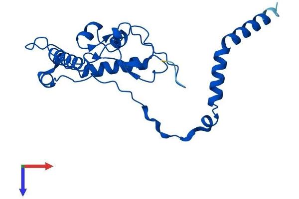 RPL13 Protein (AA 1-211) (His tag)