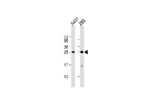 All lanes : Anti-H1FX Antibody (C-term) at 1:1000 dilution Lane 1: A431 whole cell lysate Lane 2: 293 whole cell lysate Lysates/proteins at 20 μg per lane. (H1FX Antikörper  (C-Term))