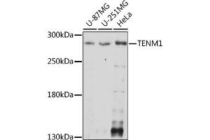 Western blot analysis of extracts of various cell lines, using TENM1 antibody (ABIN7270767) at 1:1000 dilution.