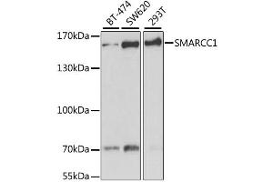 Western blot analysis of extracts of various cell lines, using SMARCC1 antibody (ABIN1877114) at 1:1000 dilution. (SMARCC1 Antikörper)