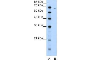 WB Suggested Anti-FGA Antibody Titration:  5.