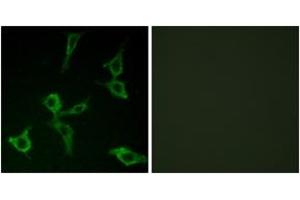 Immunofluorescence analysis of LOVO cells, using OR2AG1/2AG2 Antibody. (OR2AG1+2 (AA 61-110) Antikörper)