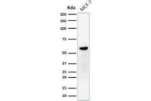 Western Blot Analysis of human MCF-7 cell lysate using ER-beta1 Mouse Monoclonal Antibody (ERb455).