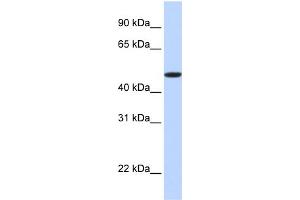 WB Suggested Anti-EPOR Antibody Titration:  0. (EPOR Antikörper  (N-Term))