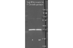 Goat anti N-acylmanosamino-1-Dehydrogenase antibody  was used to detect purified N-acylmanosamino-1-Dehydrogenase under reducing (R) and non-reducing (NR) conditions.