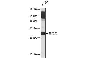 Western blot analysis of extracts of A-549 cells, using TEX101 Rabbit pAb (ABIN7270773) at 1:1000 dilution. (TEX101 Antikörper)