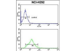 Flow cytometric analysis of NCI-H292 cells (bottom histogram) compared to a negative control cell (top histogram). (Transgelin Antikörper  (C-Term))