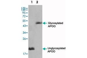 Western blot analysis using APOO monoclonal antibody, clone 2F1  against HepG2 (1) and 3T3-L1(2) cell lysate. (APOO Antikörper)