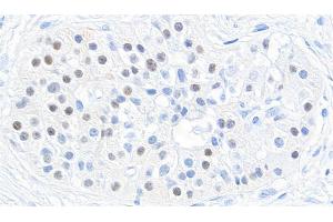 Immunohistochemistry (IHC) image for anti-Transcription Factor MafB (MAFB) (AA 1-50) antibody (ABIN7455090)