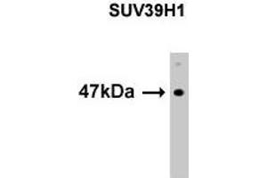 Western Blotting (WB) image for anti-Suppressor of Variegation 3-9 Homolog 1 (Drosophila) (SUV39H1) (N-Term) antibody (ABIN356373)
