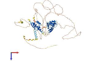 MEX3D Protein (AA 1-651) (His tag)