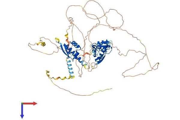 MEX3D Protein (AA 1-651) (His tag)