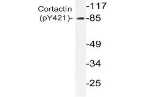 Western blot analysis of Cortactin antibody in extracts from 3T3 H2O2 cells (Cortactin Antikörper  (pTyr421))