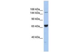 Image no. 1 for anti-Kinesin Family Member 15 (KIF15) (AA 1079-1128) antibody (ABIN6742417) (KIF15 Antikörper  (AA 1079-1128))