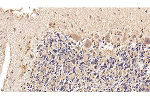 Detection of GLb in Human Cerebellum Tissue using Polyclonal Antibody to Galactosidase Beta (GLb) (GLB1 Antikörper  (AA 68-219))