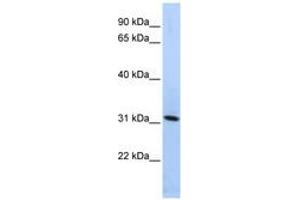 Image no. 1 for anti-Synaptogyrin 4 (SYNGR4) (N-Term) antibody (ABIN6740995) (SYNGR4 Antikörper  (N-Term))