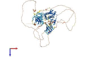 BRSK1 Protein (AA 1-778) (His tag)