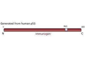Image no. 2 for anti-Tumor Protein P53 (TP53) antibody (ABIN967421) (p53 Antikörper)