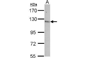 Western Blotting (WB) image for anti-Contactin 5 (CNTN5) (AA 703-920) antibody (ABIN1497555)