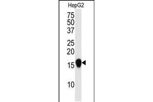 Western blot analysis of SUMO4 Antibody (V55 Mutant) in HepG2 cell line lysate (35ug/lane). (SUMO4 Antikörper)