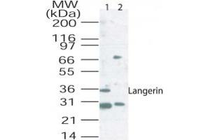 Western blot analysis of langerin in mouse lung tissue lysate using 2 ug/ml of antibody. (CD207 Antikörper  (AA 26-44))