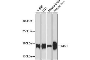 Western blot analysis of extracts of various cell lines, using GLG1 antibody  at 1:3000 dilution.